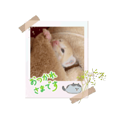[LINEスタンプ] 動くねこシリーズ