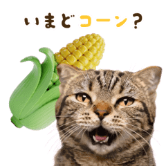[LINEスタンプ] 動く！猫のダジャレスタンプ