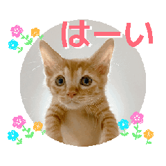 [LINEスタンプ] 動くにゃん虎太郎