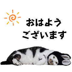 [LINEスタンプ] うちの猫#6