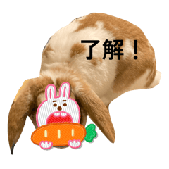 [LINEスタンプ] 顔出しNGです。うさぎのフッくん