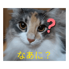 [LINEスタンプ] あすねこの動くスタンプ