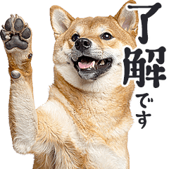 [LINEスタンプ] わんとも！敬語柴犬ミーム（やさしい日常）