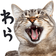[LINEスタンプ] にゃんとも！敬語猫ミーム（やさしい日常）