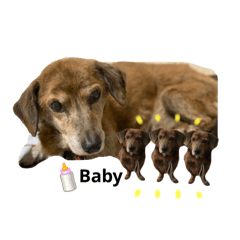 [LINEスタンプ] 愛犬ことらの使えるスタンプ(14)