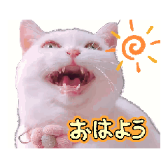 [LINEスタンプ] 動くユニーク猫！短足だっていいじゃん！