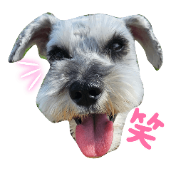 [LINEスタンプ] しょこらん家3
