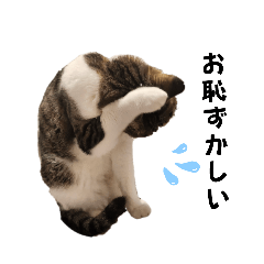 [LINEスタンプ] ねこさんのハート