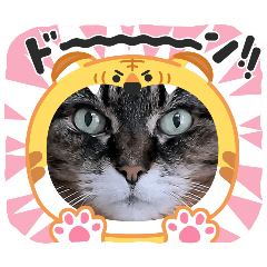 [LINEスタンプ] うちのキジトラ【動物フレーム】