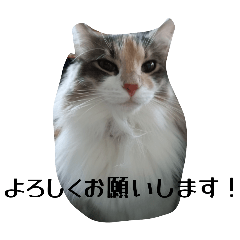 [LINEスタンプ] あすねこのスタンプ5