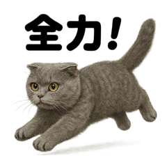 [LINEスタンプ] 【闘魂注入！】スコティッシュホールド猫