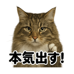 [LINEスタンプ] 闘魂注入！ノルウェージャンフォレスト猫