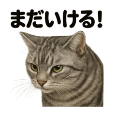 [LINEスタンプ] 【闘魂注入！】アメリカンショートヘア猫