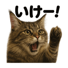 [LINEスタンプ] 【闘魂注入！】リアルなメインクーンのLINE