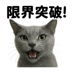 [LINEスタンプ] 【闘魂注入！】勝ち気なロシアンブルー猫