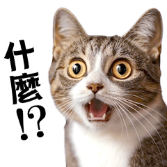[LINEスタンプ] 動く！リアル猫の日常2（繁体字）