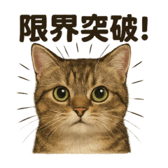 [LINEスタンプ] 【闘魂注入！】負けず嫌いなマンチカン猫