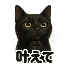[LINEスタンプ] お祈りする黒猫のリアルなLINEスタンプ
