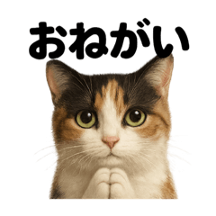 [LINEスタンプ] お祈りする三毛猫のリアルなLINEスタンプ