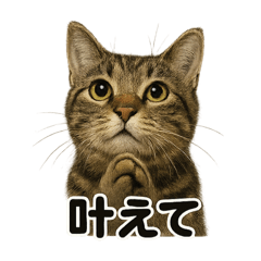 [LINEスタンプ] お祈りするキジトラ猫のLINEスタンプ