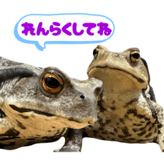 [LINEスタンプ] 癒しのヒキガエル1