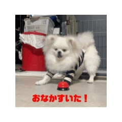 [LINEスタンプ] ポメペキです