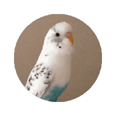 [LINEスタンプ] セキセイインコ のシルちゃん 5