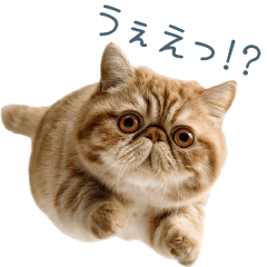 [LINEスタンプ] リアクションエキゾチックショートヘア