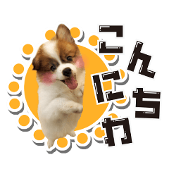 [LINEスタンプ] オビココスタンプ