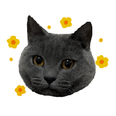 [LINEスタンプ] 愛しのお猫