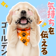 [LINEスタンプ] 毎日使える！感情豊かで可愛いゴールデン