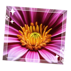 [LINEスタンプ] 花の伝言‪‪☆既読通知