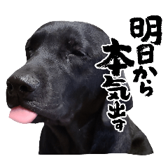 [LINEスタンプ] 黒ラブLab283