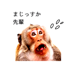 [LINEスタンプ] ツイートする動物たち