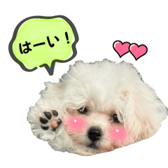 [LINEスタンプ] もちこスタンプU^ェ^U