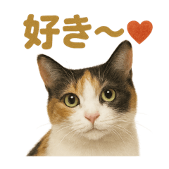 [LINEスタンプ] リアルすぎる三毛猫のやさしい日常感情表現