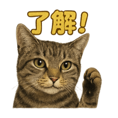[LINEスタンプ] リアルなキジトラ猫のやさしい日常スタンプ