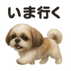 [LINEスタンプ] 優しいシーズーの日常で使えるLINEスタンプ