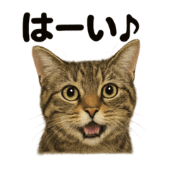 [LINEスタンプ] 優しいキジトラ猫の日常で使えるLINE