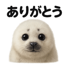 [LINEスタンプ] 優しいワモンアザラシの日常スタンプ
