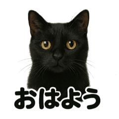[LINEスタンプ] 優しい黒猫の日常で使えるLINEスタンプ