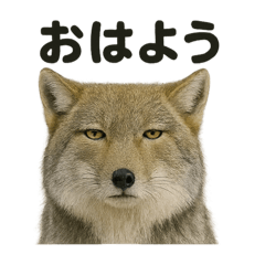 [LINEスタンプ] 無表情だけど優しいチベットスナギツネ日常