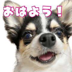 [LINEスタンプ] ペロペロアポロのスタンプ（拡大版）