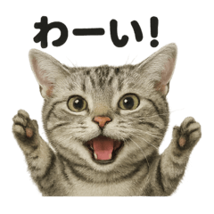 [LINEスタンプ] 優しいアメリカンショートヘアの日常会話