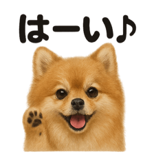 [LINEスタンプ] 優しいポメラニアンの日常会話LINEスタンプ