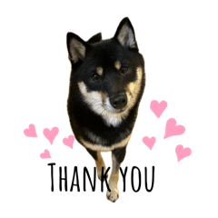 [LINEスタンプ] れい✖️るい黒柴犬