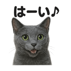 [LINEスタンプ] 優しいロシアンブルーの日常で使えるLINE