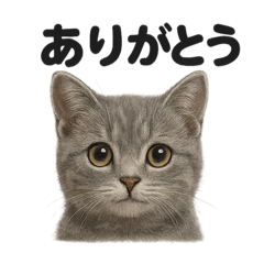 [LINEスタンプ] 可愛いマンチカンの日常で使えるLINE