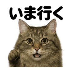 [LINEスタンプ] 優しいノルウェージャンフォレストキャット