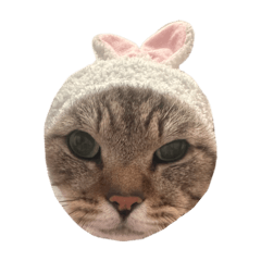 [LINEスタンプ] はらっぺらしうさちゃん！